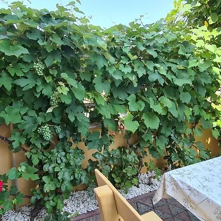 Villa Ruzica Dajla Exterior foto